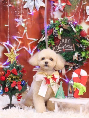 20231217むぎちゃん